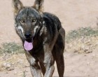 Nuevos ataques de lobos en El Espinar
