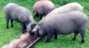 Cinco granjas de Segovia optan a los premios Porc d’Or