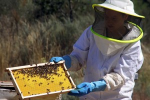 La apicultura, a debate en Montejo