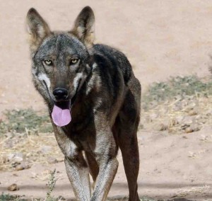 Nuevos ataques de lobos en El Espinar