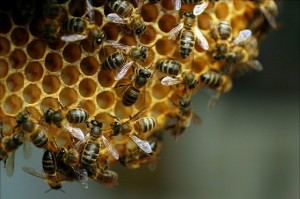 El mundo de las abejas, en un museo itinerante