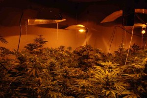Cinco detenidos en Zamarramala con 158 plantas de marihuana