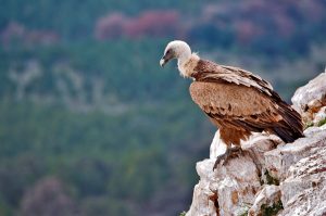 ¿Cuantas rapaces hay en las Hoces del río Riaza?