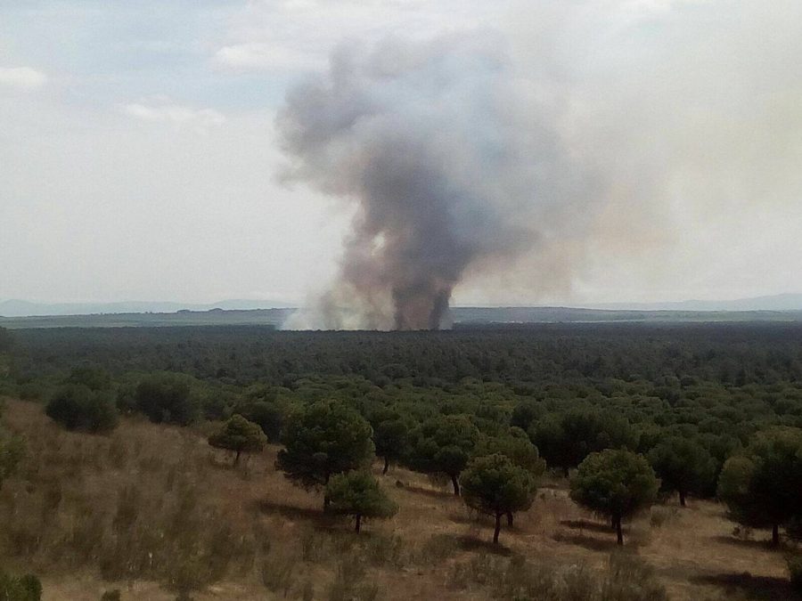 Controlado el incendio del pinar de Nieva tras quemar 400 hectáreas