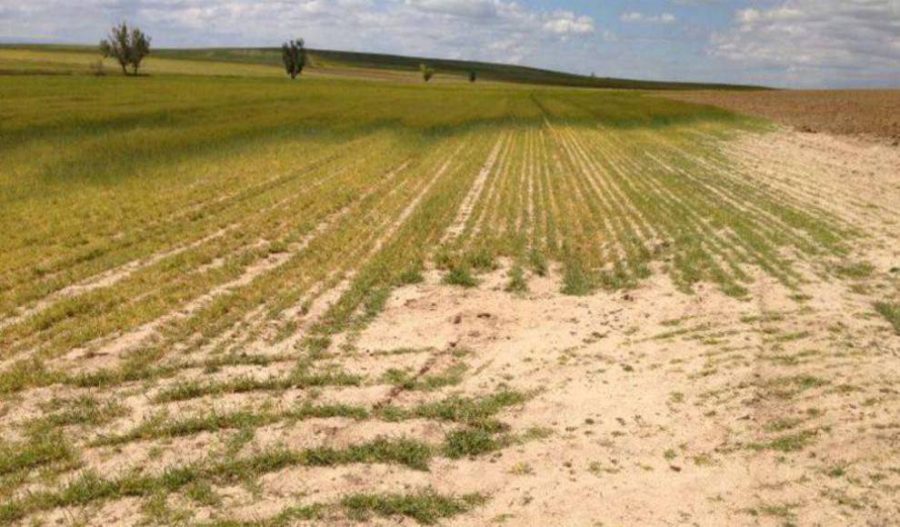 Ayudas a las explotaciones agrarias para paliar los efectos de la sequía
