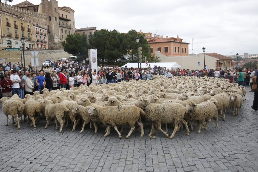 Unas 800 ovejas merinas, a la sombra del Acueducto de Segovia