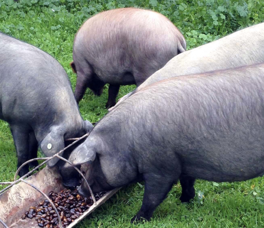 Una granja segoviana, ganadora del Porc d’Or Ibérico Especial con Diamante