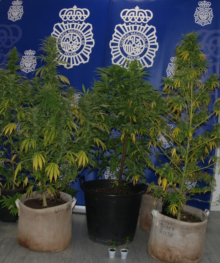 Detenido con siete plantas de marihuana