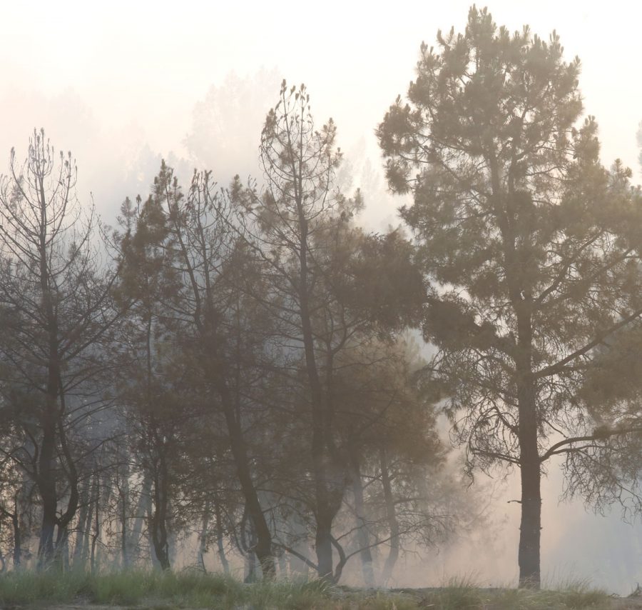 Absueltos dos resineros acusados de provocar un incendio en un pinar de Pinarejos