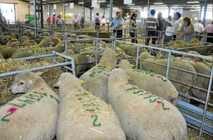 El consumo nacional de cordero está en 65 kilos por persona al año con una caída del censo ovino del 32% en la última década