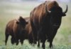 Nueve bisontes polacos llegan a Sebúlcor y El Cubillo