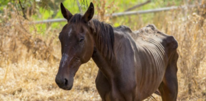 Un grupo de caballos en malas condiciones sufren malos tratos en Fuentepelayo
