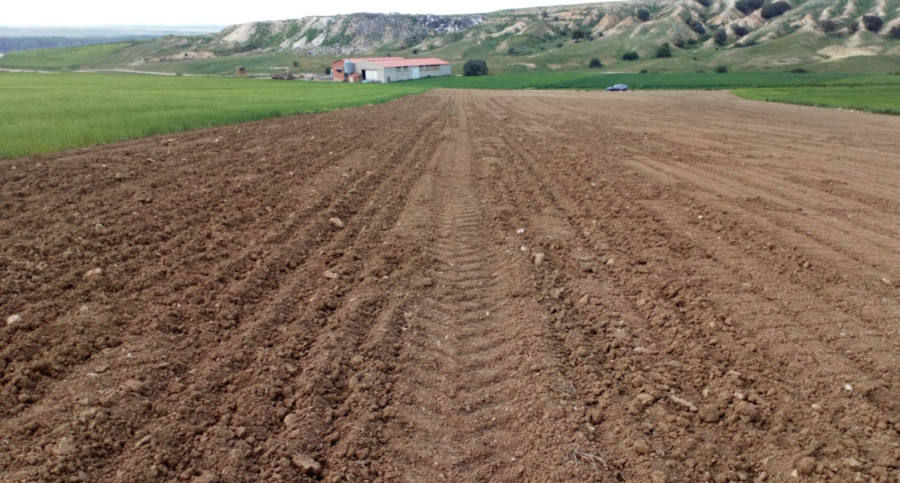 La plantación de garbanzos es destrozada por los Jabalíes en Valseca