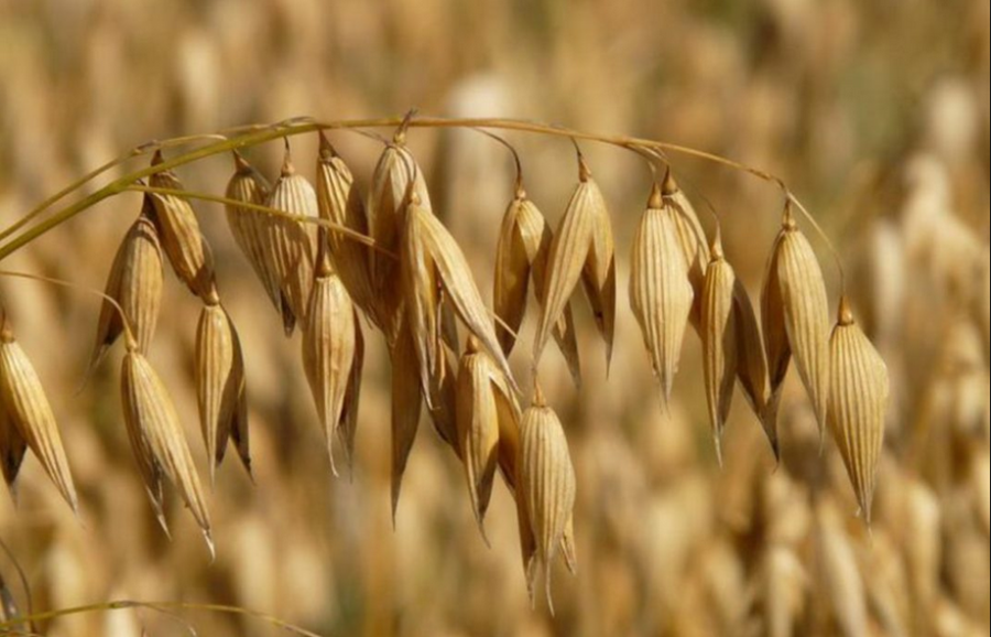 Agricultura y Ganadería hace una primera estimación de la cosecha de cereales de invierno de este año