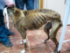 Cinco personas son investigadas por La Guardia Civil por delitos con la protección de animales