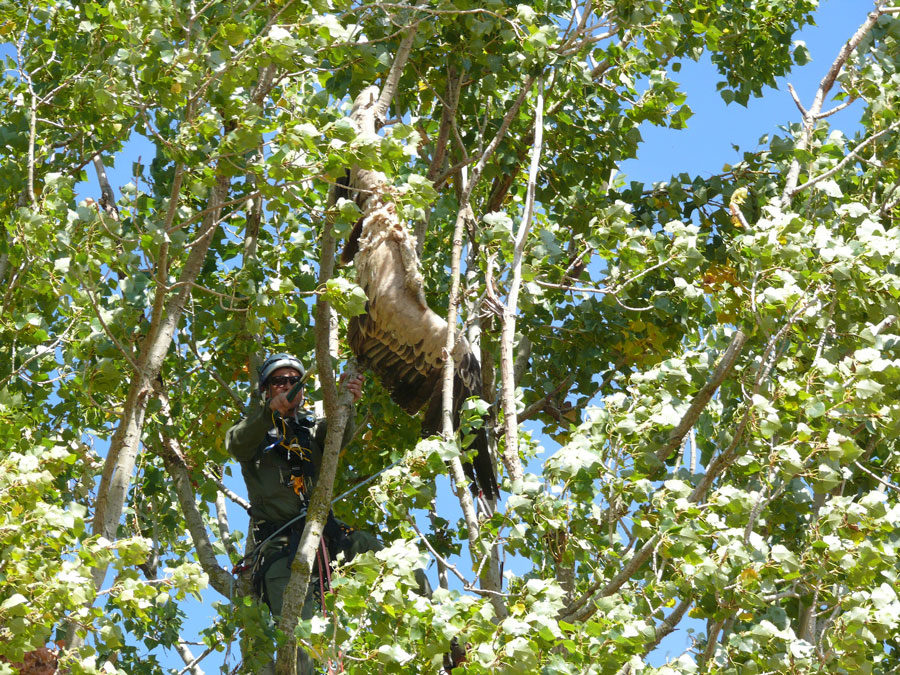 Agentes medioambientales recuperan los restos de dos buitres leonados de un chopo en Riaguas de San Bartolomé