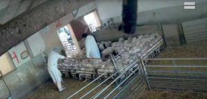 LA ONG Equalia denuncia maltrato animal en un matadero en Riaza