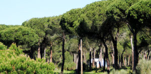 Nuevo servicio forestal en Segovia
