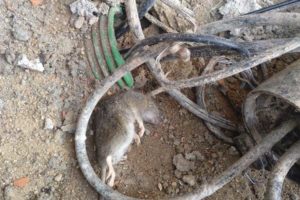 Castilla y León afectada por dos grandes plagas: roedores y cucarachas