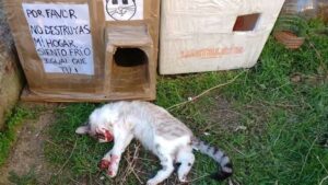 La asociación ‘Ángeles Callejeros’ recoge firmas tras la muerte de cuatro gatos en una colonia callejera controlada