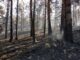 Urgente la contratación de retenes de maquinaria para prevención de incendios forestales en Segovia