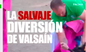 PACMA califica de ‘salvaje diversión’ la becerrada de Valsaín
