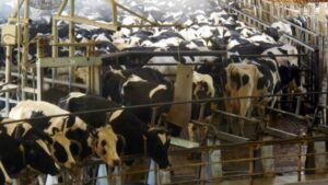 Uracyl alerta sobre la «falta de rentabilidad» de las explotaciones de leche de vaca