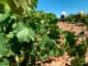 Miguel Ángel de Vicente apoya a los viticultores de la D.O. Rueda visitando los viñedos de Nieva