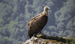Itinerario medioambiental «el mirador de los buitres»