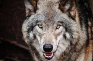 Comienza en Ávila el primer juicio que se celebra en España por la caza ilegal de un lobo durante una montería
