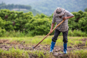 Unión de Campesinos exige ayudas para la contratación de seguros agrarios