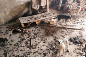«Animalejos» busca firmas para pedir justicia para los perros de Roda