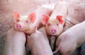 Un informe de Ecologistas en Acción exige una moratoria a nuevas concesiones porcinas en Segovia