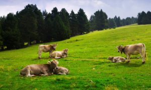 UCCL Segovia denuncia la bajada de los precios a agricultores y ganaderos