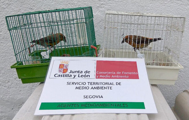 Denunciado un vecino de La Granja por tener por ejemplares de aves