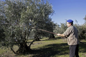 El sector olivarero de Castilla y León ve caer un 35,7% su producción en la última década