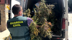 Un perro de la Guardia Civil de Segovia participa en la detección de 60 plantas de marihuana