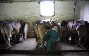 UPA denuncia la «situación crítica» que atraviesan las explotaciones de vacuno de leche