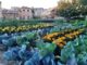 Segovia crea el proyecto «increíbles jardines comestibles»