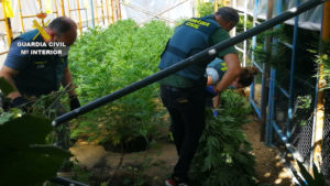 Desmantelada una plantación de Cannabis en El Espinar