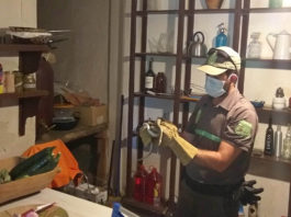 Capturan una culebra de escalera en una vivienda de Navafría
