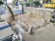 Concluyen los trabajos de exhumación de una fosa común en El Espinar