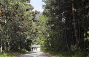 La Junta celebra el Día Internacional de los Bosques