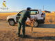 Cuatro investigados por caza furtiva de liebres con galgos en Miguel Ibáñez