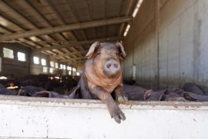 Curso gratuito en la Escuela de Formación Agraria de Segovia para obtener el certificado de profesionalidad en Producción Porcina