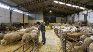 Los productores de leche de oveja animan a su consumo