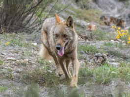 Prohibido cazar lobos