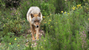 Más de 560 científicos apoyan que se prohíba la caza del lobo