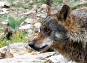 COAG Castilla y León advierte de que el lobo ya está atacando dentro de los pueblos