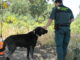 La Guardia Civil intensifica la lucha contra el abandono y el maltrato de perros